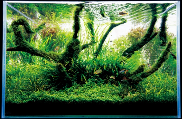 A Freshwater Aquarium by Takashi Amano